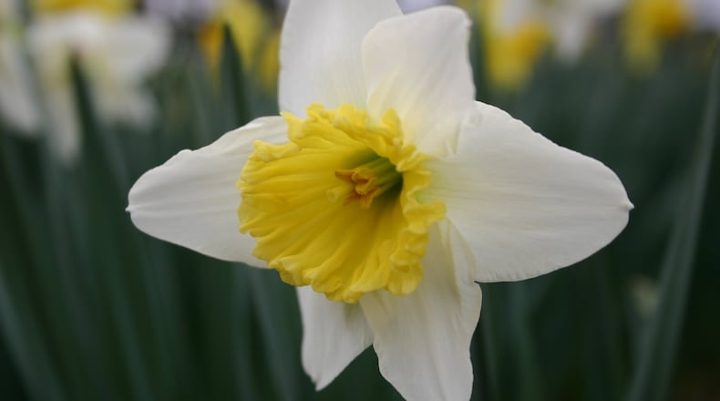 Leave foliage to wither after daffodil flowers fade. Contributed: Walter Reeves