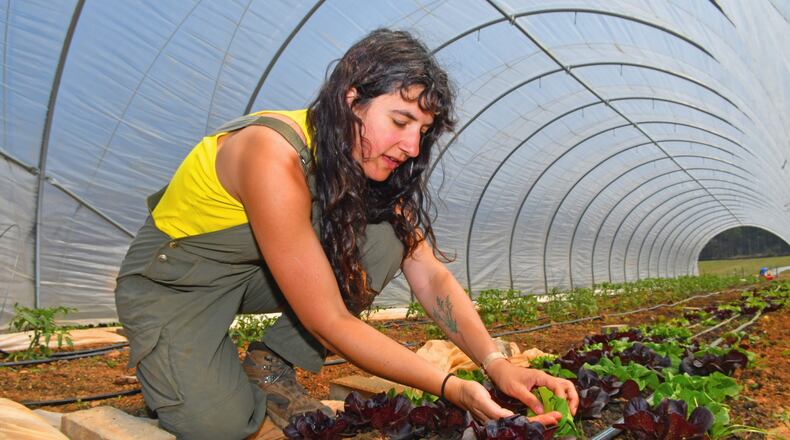 Levity Farms owner Ilana Richards tends to one of the variety of salad greens grown on the farm on April 6, 2021. (Chris Hunt for The Atlanta Journal-Constitution)