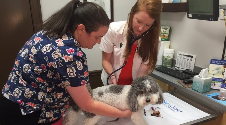 Officials are warning about the dog flu after five confirmed cases in Georgia. (Credit: Channel 2 Action News)