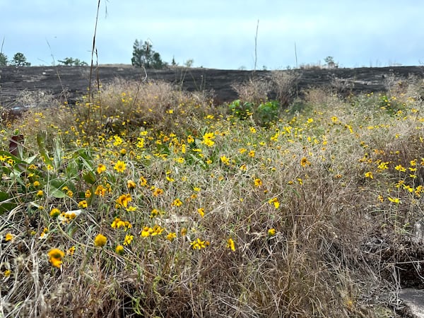 "Daisy days" at Arabia Mountain are a fantastic part of fall. (Courtesy of Jonah McDonald)