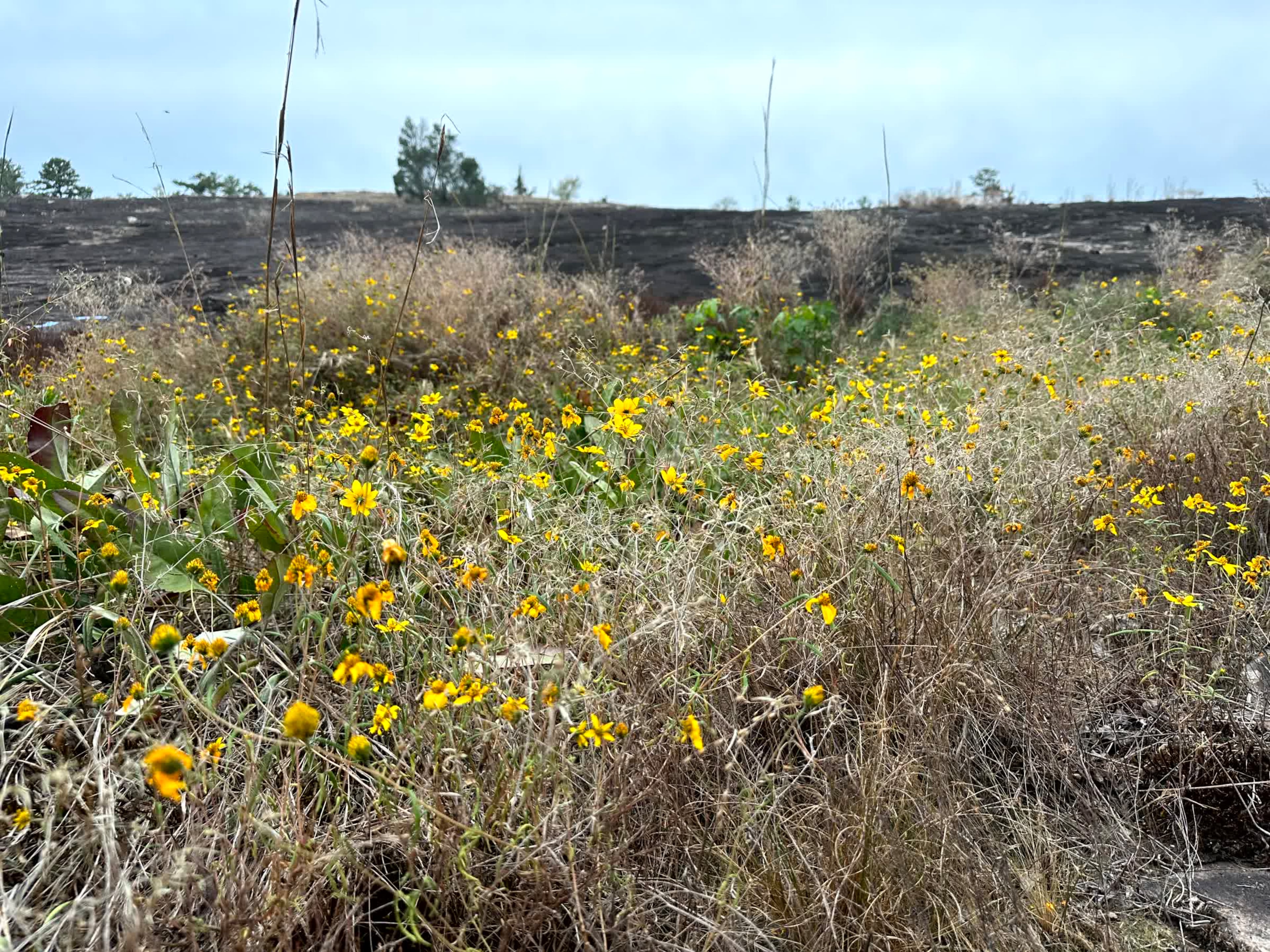 "Daisy days" at Arabia Mountain are a fantastic part of fall. (Courtesy of Jonah McDonald)