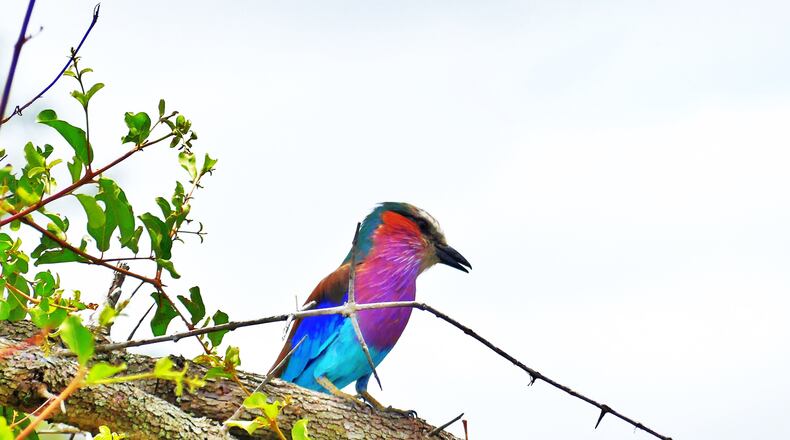 Its plumage sporting eight different colors, the lilac-breasted roller is one of South Africa's most colorful — and most common — birds. It's so named because of its lilac-colored breast. (Charles Seabrook for The Atlanta Journal-Constitution)