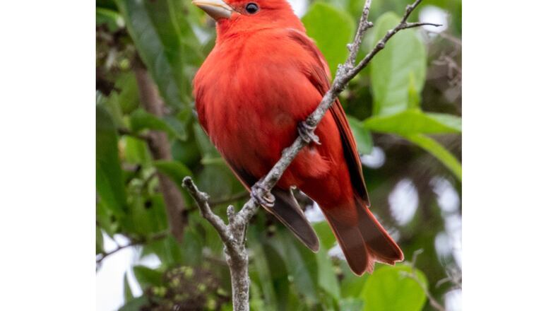 Summer tanagers like this one breed in Georgia and migrate south during the fall as far as Brazil and Bolivia for the winter. Part of their long migratory route takes them more than 500 miles nonstop over the Gulf of Mexico, where fierce storms may blow. (Courtesy of tcantrell/Creative Commons)