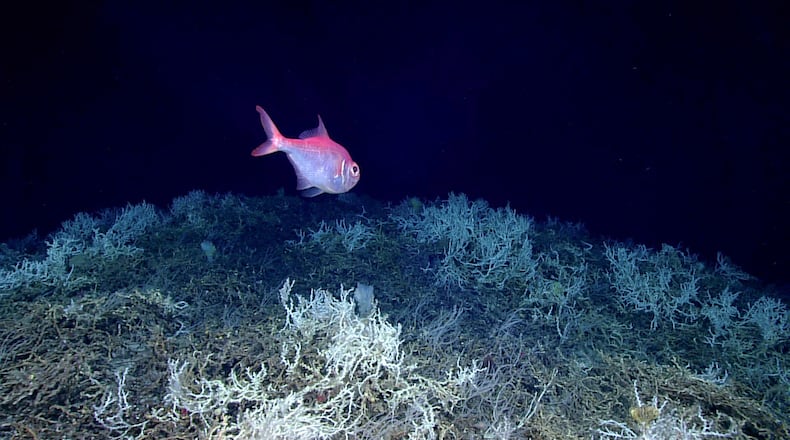 An alfonsino fish is seen swimming through a thicket of coral (Desmophyllum pertusum) during a 2019 dive on a cold-water coral mound in the center of the Blake Plateau. (NOAA Ocean Exploration)
