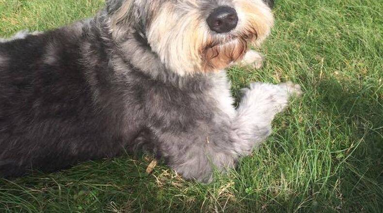 Scout disappeared in a strange part of town. Social media and an army of helpers worked to bring her back. CONTRIBUTED BY THE GARTMAN FAMILY