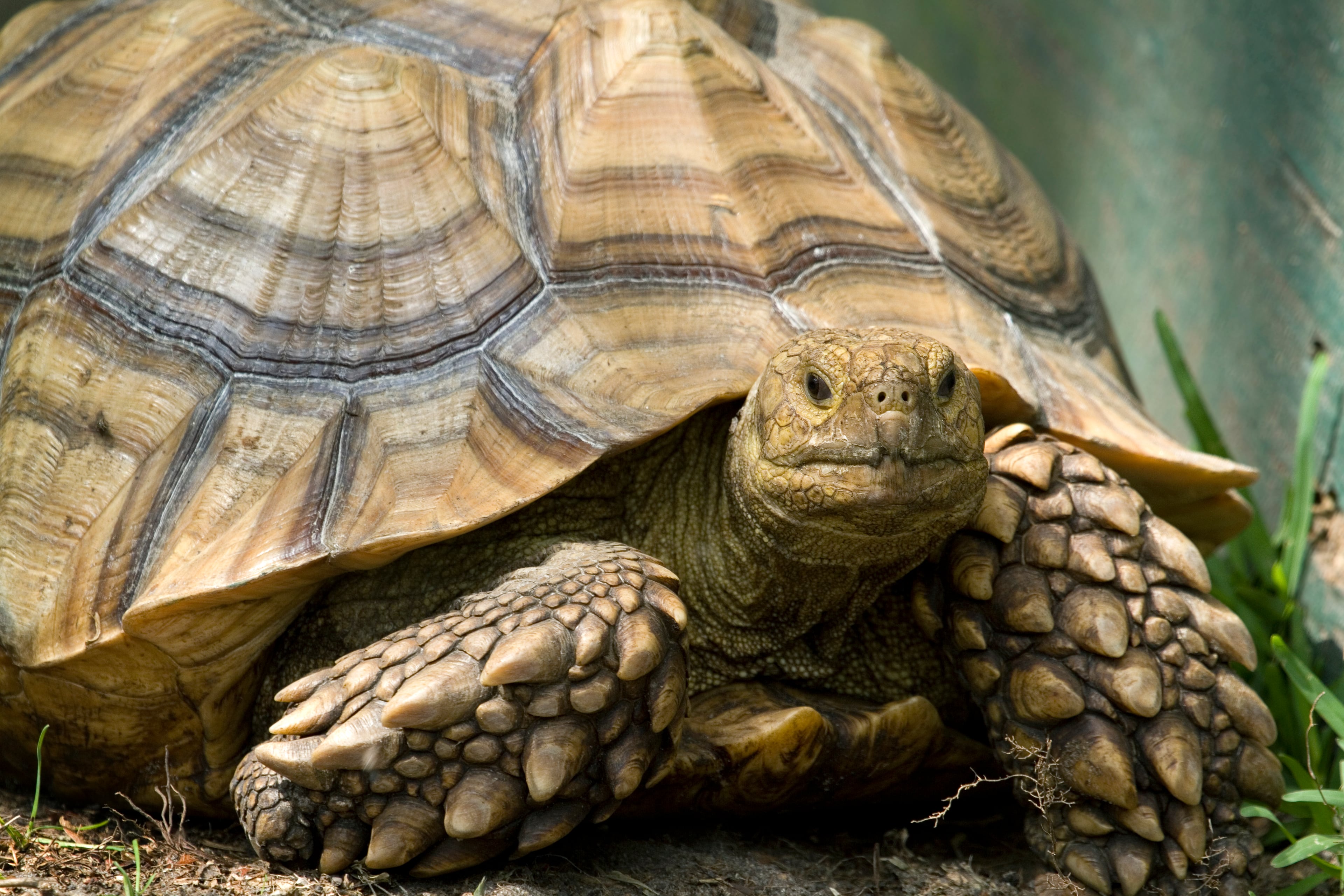 A sulcata tortoise, also known as an African spurred tortoise, is native to the southern edge of the Sahara desert in Africa. The new exhibition "Turtles," opening at Fernbank Museum on June 7, will display a dozen different species of turtles from around the globe. (Courtesy of Little Ray's Exhibitions)