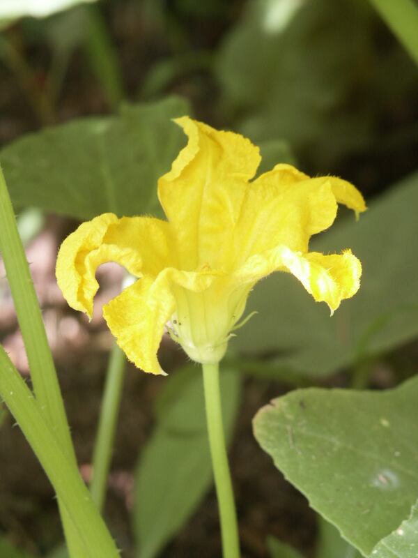 Female squash flowers have a tiny squash attaching them to the main vine. Male squash flowers have a short green stem attaching them to the vine. Courtesy of Walter Reeves