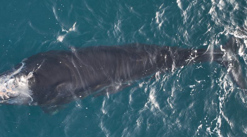 An injured endangered right whale calf was seen about 20 nautical miles off Sapelo Island, Ga., on Feb. 1, 2024.