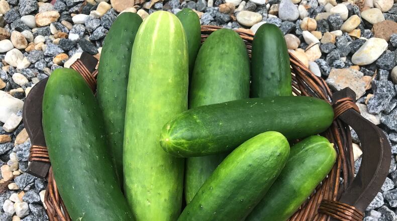 Whether your crop of cucumbers is bountiful or more limited this year, you can find plenty of uses for the right cucumber dip. (Ligaya Figueras / ligaya.figueras@ajc.com)