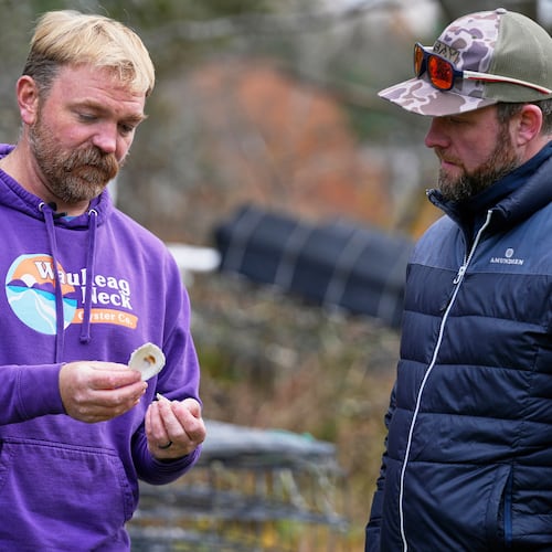 Graham Platner, Democratic candidate for U.S. Senate, shows oyster shells to a visitor at his home, Monday, Nov. 3, 2025, in Sullivan, Maine. (AP Photo/Robert F. Bukaty)