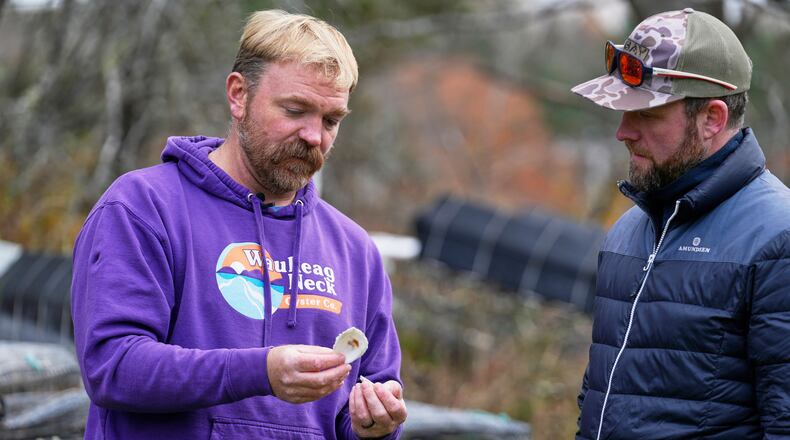 Graham Platner, Democratic candidate for U.S. Senate, shows oyster shells to a visitor at his home, Monday, Nov. 3, 2025, in Sullivan, Maine. (AP Photo/Robert F. Bukaty)