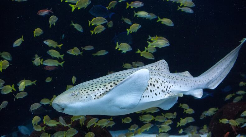 A zebra shark pup waiting to be born can be seen on a Georgia Aquarium live webcam.