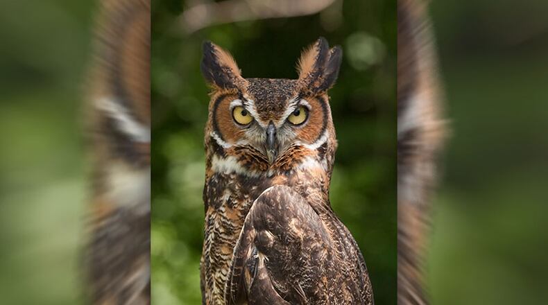 The great horned owl is a winter breeder in Georgia. By January, many great horned owls already are incubating eggs in their nests. GREG HUME/CREATIVE COMMONS