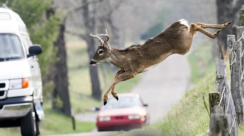 Mating season this fall means more active deer and greater risk of auto accidents. File Photo