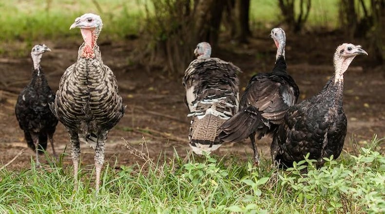 Photo credit: White Oak Pastures