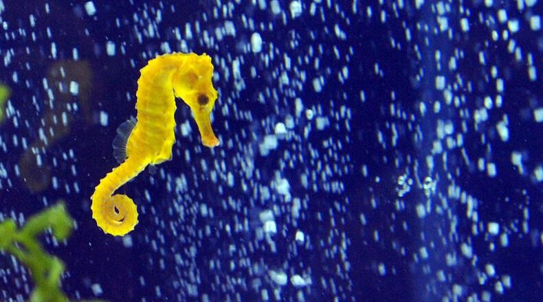 A seahorse, similar to one that was rescued by the Clearwater Marine Aquarium, is pictured above. The rescued animal was named Cheeto because it was orange when a little girl and her mom called the aquarium for help, after a seagull dropped Cheeto on the beach.