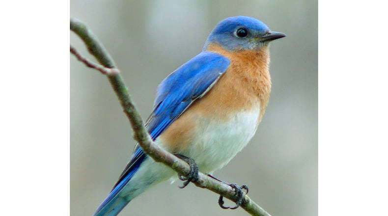 Thousands of Eastern bluebirds that nest up north in the spring migrate to Georgia for the winter. They intermingle with the state's year-round bluebirds and cause the species populations to swell. (Courtesy of Ken Thomas/Creative Commons)