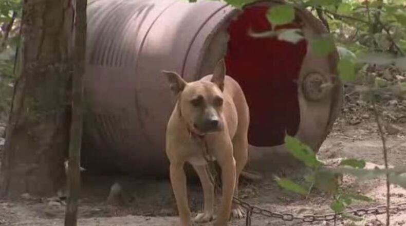 Officials in Polk County discovered more than 100 dogs as part of an animal-cruelty investigation. (Credit: Channel 2 Action News)