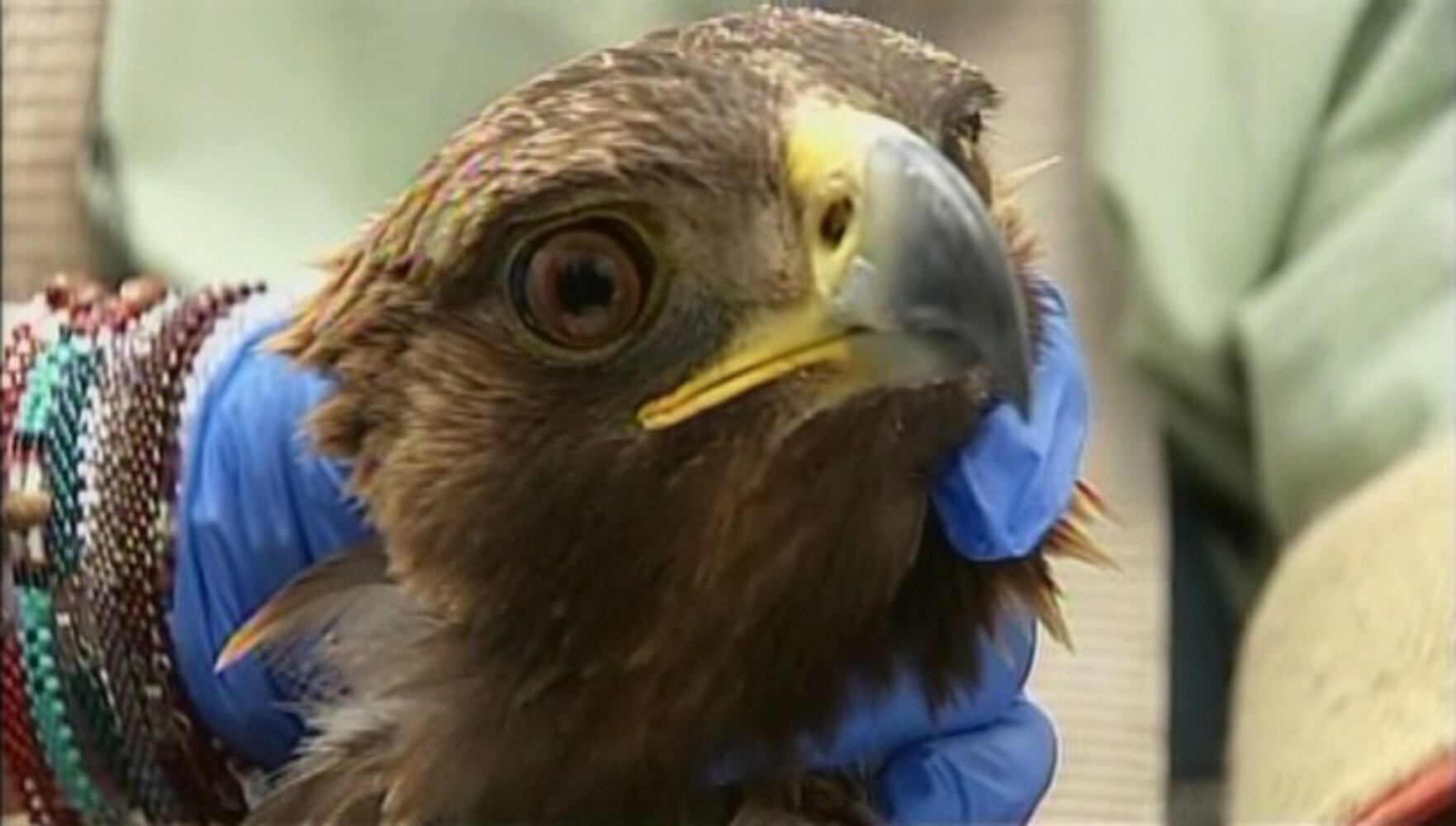 Rescued Golden Eagle