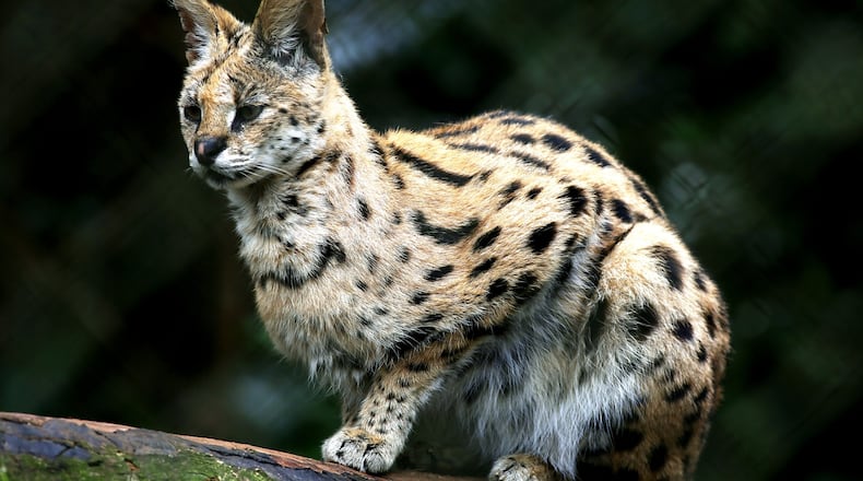 File photo. (Photo: Pixabay)