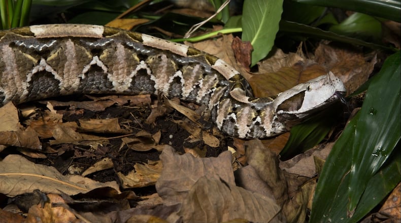 Gaboon Viper