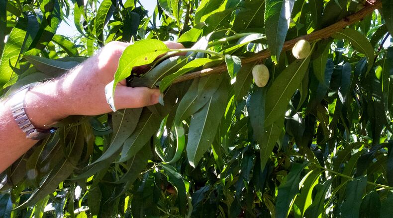 These peaches are referred to as "buttons" -- they never made it to maturity -- on the Dickey Farms in Middle Georgia. (Meera Suramanian / InsideClimate News)