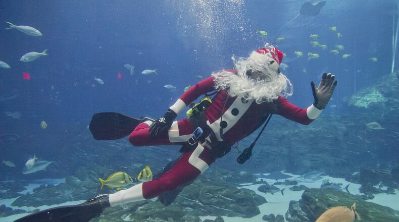 Scuba Claus has a specially-designed wetsuit that keeps him warm in the chilly waters of the Ocean Voyager exhibit at the Georgia Aquarium. He welcomes crowds and chats with children (through the glass) during dive shows Thursdays through Sundays. FILE PHOTO