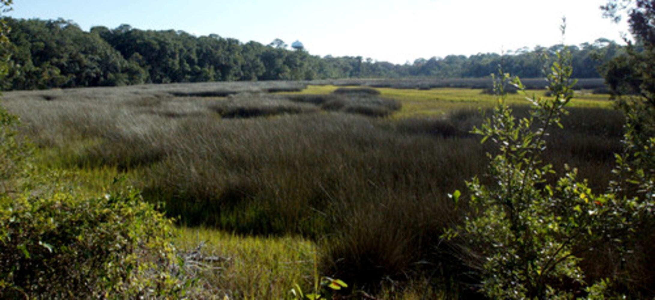 Jekyll Island - where sea turtles go for rehab