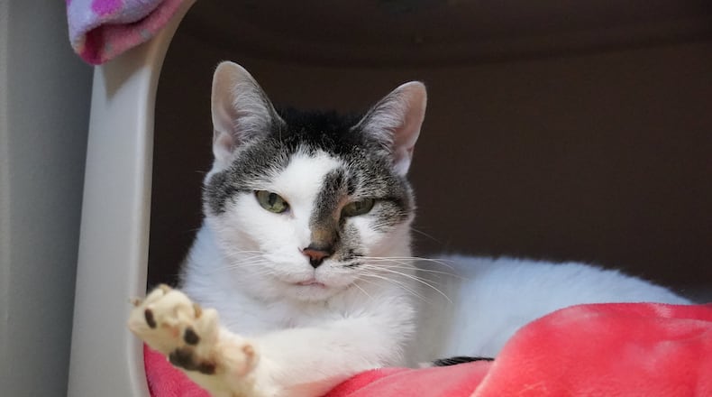 Stella is 12 years old and gives the softest kisses! (Courtesy of Atlanta Humane Society)