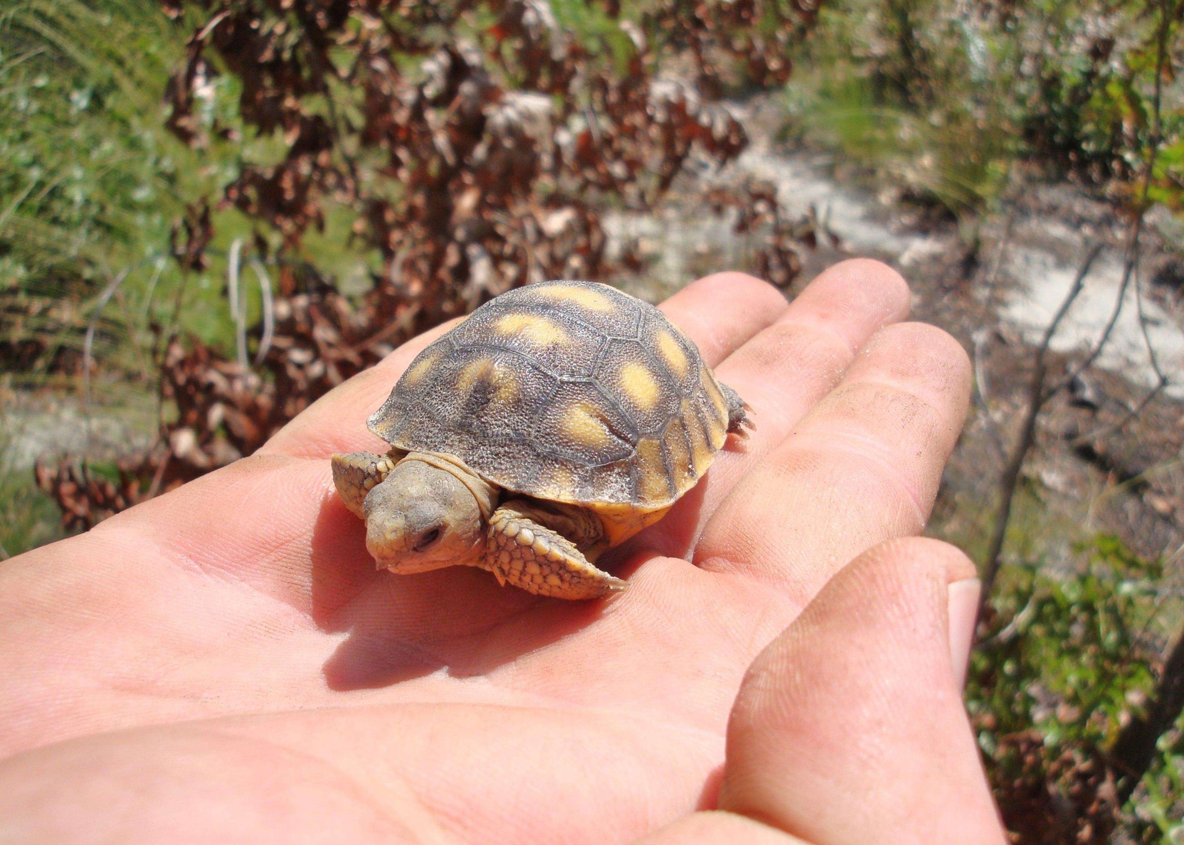 This newly hatched baby gopher tortoise was found on the Moody Forest Natural Area during a recent tortoise survey. (Tom Sayward/Georgia Department of Natural Resources)