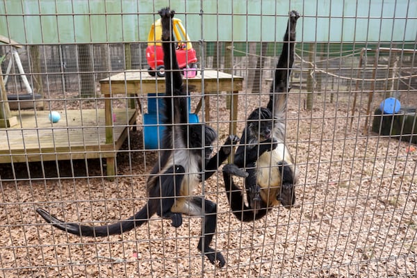 Spider monkeys Gabe (left) and Munchkin eat bananas in their area at Noah’s Ark Animal Sanctuary on Friday, Jan. 30, 2026, in Locust Grove. (Jason Getz/AJC)