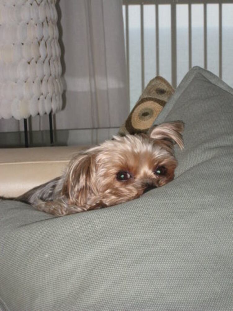 Atlanta's Top Dogs: 6. Yorkshire terriers