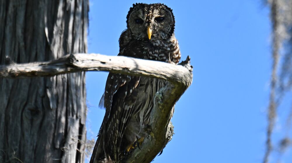 An owl is seen in the Okefenokee Swamp on Tuesday, Aug. 12, 2025. Earlier this summer, land next to the Okefenokee Swamp that was slated for a titanium mine was purchased by The Conservation Fund, spelling an end to a project some had feared could irreparably damage the ecosystem. While that proposal is off the table, the specter of mining near the refuge remains. (Hyosub Shin/AJC)