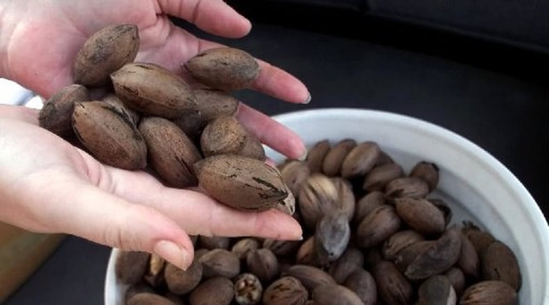 Georgia’s pecan, blueberry and peach industry needs cooler, drier weather, say growers. The final weeks of 2015 were warm and wet. AP