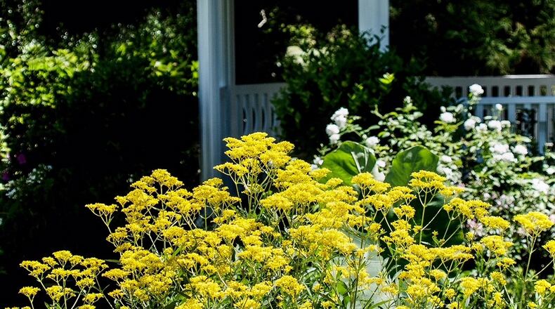 Golden Lace patrinia reaches about 4 feet in height. (Norman Winter/TNS)