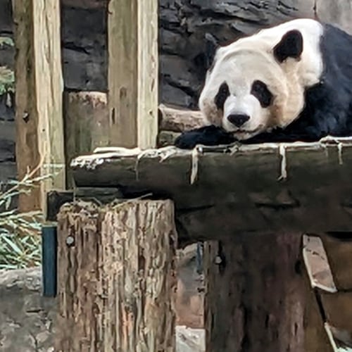 FILE - One of four panda bears at Zoo Atlanta rests in their habitat on Dec. 30, 2023, in Atlanta. (AP Photo/Kate Brumback, File)