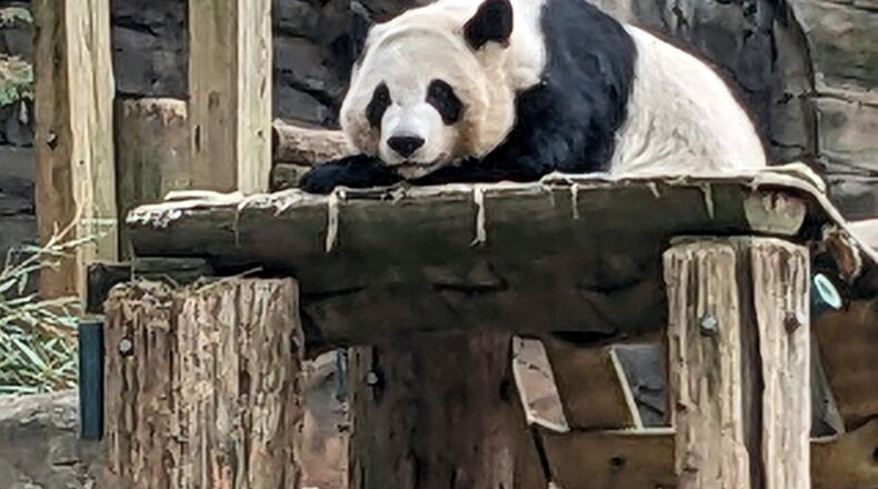 FILE - One of four panda bears at Zoo Atlanta rests in their habitat on Dec. 30, 2023, in Atlanta. (AP Photo/Kate Brumback, File)