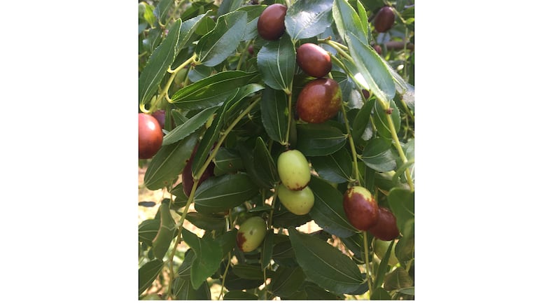 You won't get fruit like this from an indoor olive tree, but the soft gray-green leaves and upright form make it an attractive house resident. (Walter Reeves for The Atlanta Journal-Constitution)