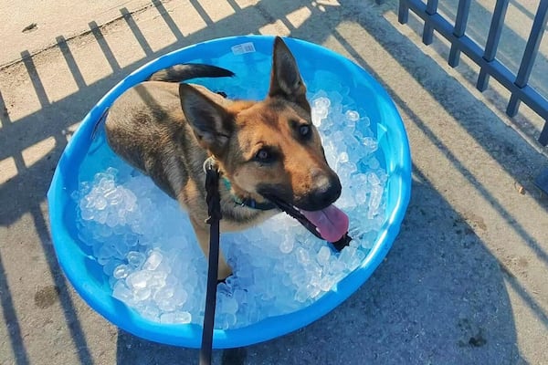It's hot pretty much everywhere around these United States — and security K-9s at Club World Cup matches in Philadelphia are taking extra precautions to keep their paws cool.