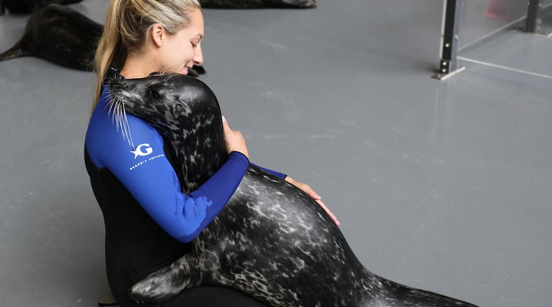 Lindsey Ronis, a trainer at the Georgia Aquarium with a harbor seal.