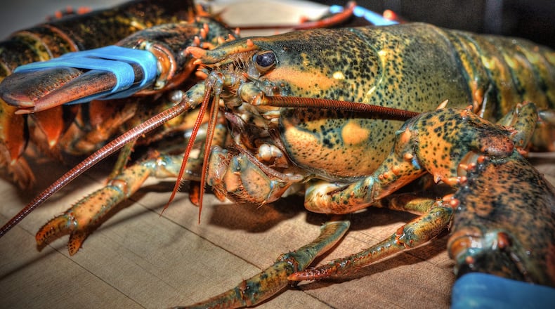 160825 Atlanta, Ga: Closeup of live lobster, just prior to Jonathan Kallini, chef de cuisine at Bacchanalia on the Westside, demonstrating his technique for cooking lobster. For a 1 1/4- to 1 1/2-pound lobster, cover it with boiling water for 5 to 6 minutes. Remove meat from the shell while the lobster is still warm.. Photos for use in Wendell Brock story on Maine new-shell lobsters, in season now. With three recipes by Chef Anne Quatrano. All photos taken at Little Bacch 1198 Howell Mill Road in Atlanta, Ga. 8/25/16. Food styling by Jonathan Kallini, Chef de cuisine of Bacchanalia. (Chris Hunt/Special) for story 091516lobster