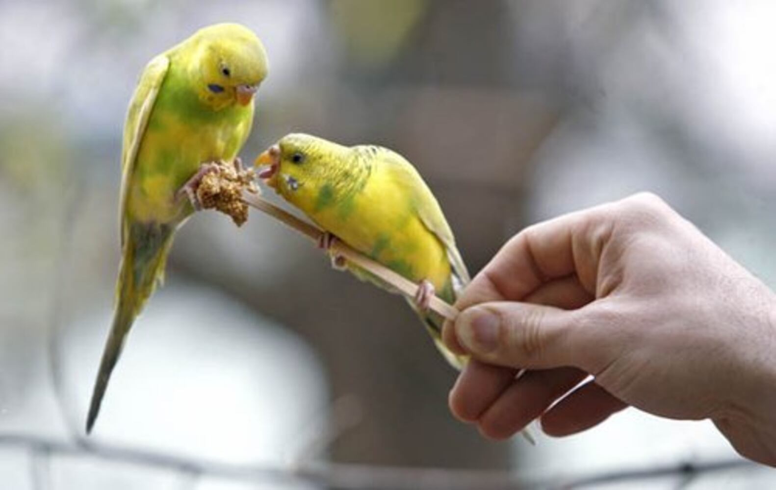 New aviary open at Zoo Atlanta
