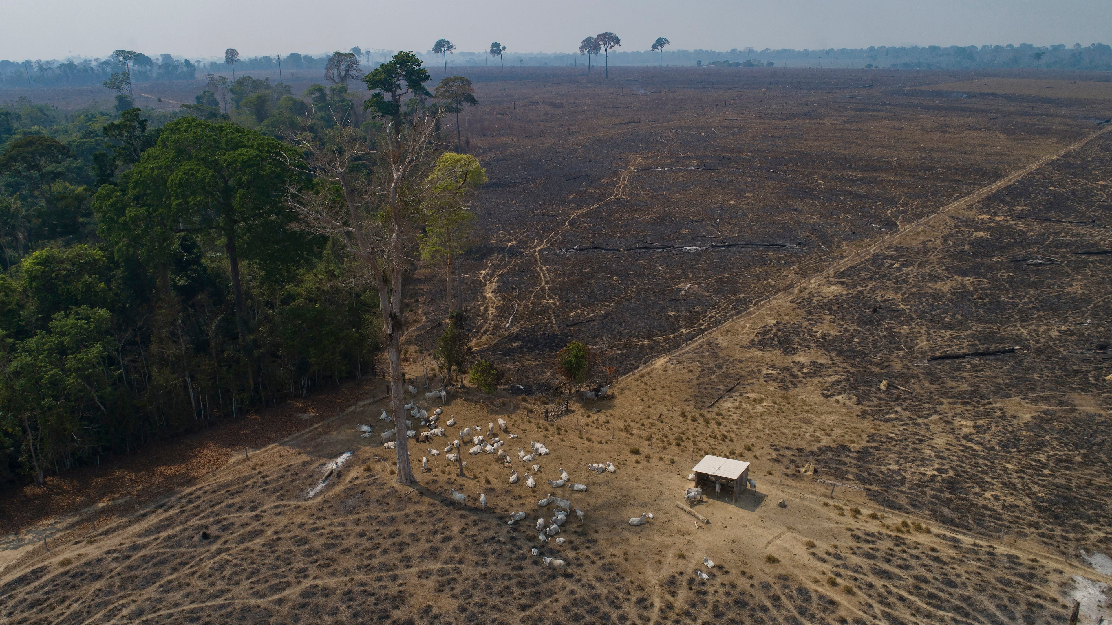 FILE - Cattle graze on land recently burned and deforested by cattle farmers near Novo Progresso, Para state, Brazil, on Aug. 23, 2020. (AP Photo/Andre Penner, File)