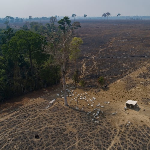 FILE - Cattle graze on land recently burned and deforested by cattle farmers near Novo Progresso, Para state, Brazil, on Aug. 23, 2020. (AP Photo/Andre Penner, File)