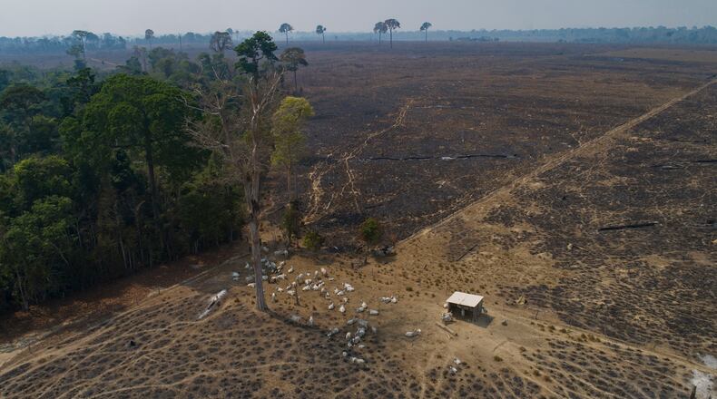 FILE - Cattle graze on land recently burned and deforested by cattle farmers near Novo Progresso, Para state, Brazil, on Aug. 23, 2020. (AP Photo/Andre Penner, File)