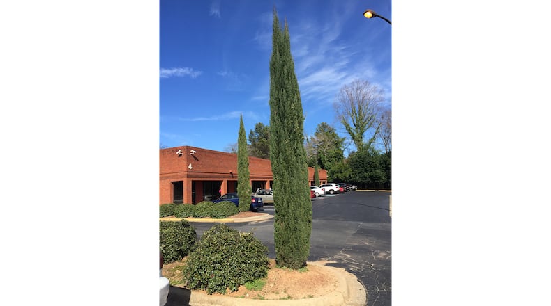 These relatively young Italian cypress trees will continue to look great if their demands for sun, wind, adequate water and mite control are met. Otherwise, they soon look ragged. (Walter Reeves for The Atlanta Journal-Constitution)