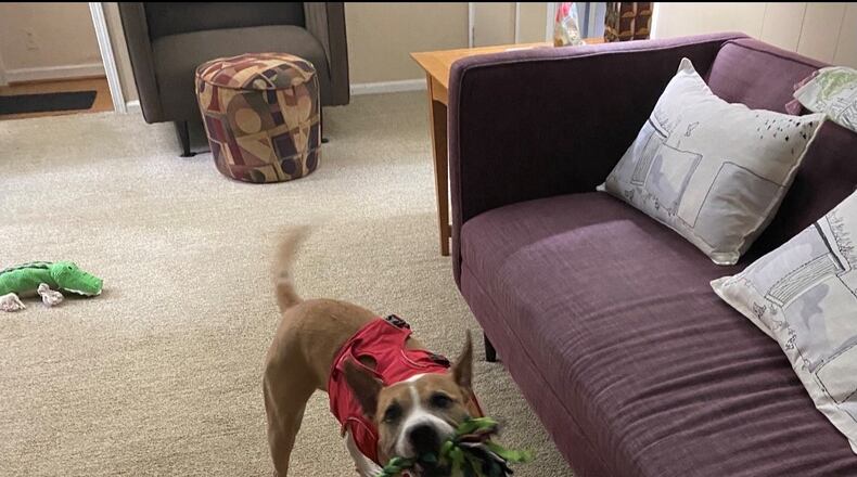 Darla, our 9-year-old bulldog mix, had a leg taken off this summer but still wants to play tug of war. (Bill Torpy / AJC)