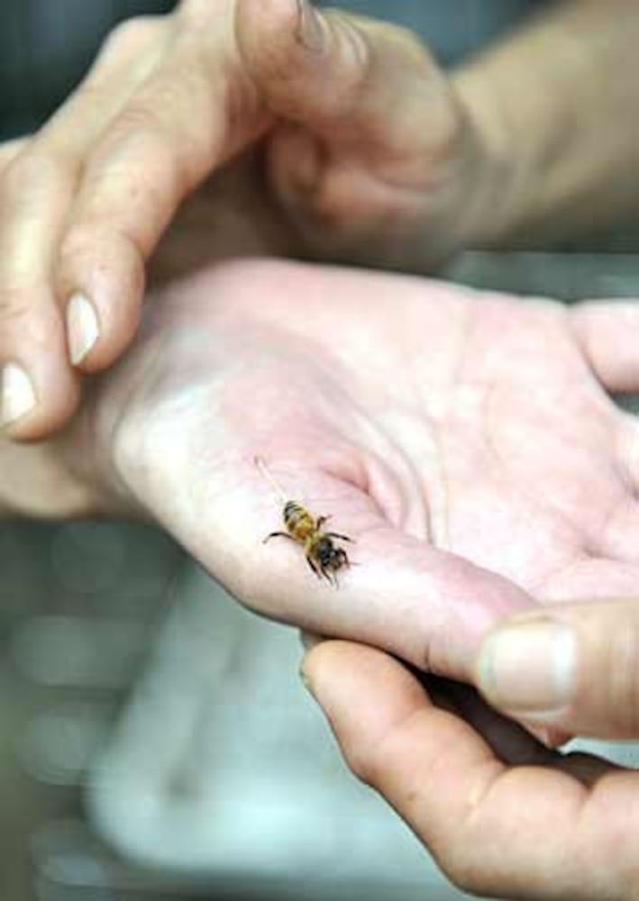 Cindy Bee - bee 'rescuer'