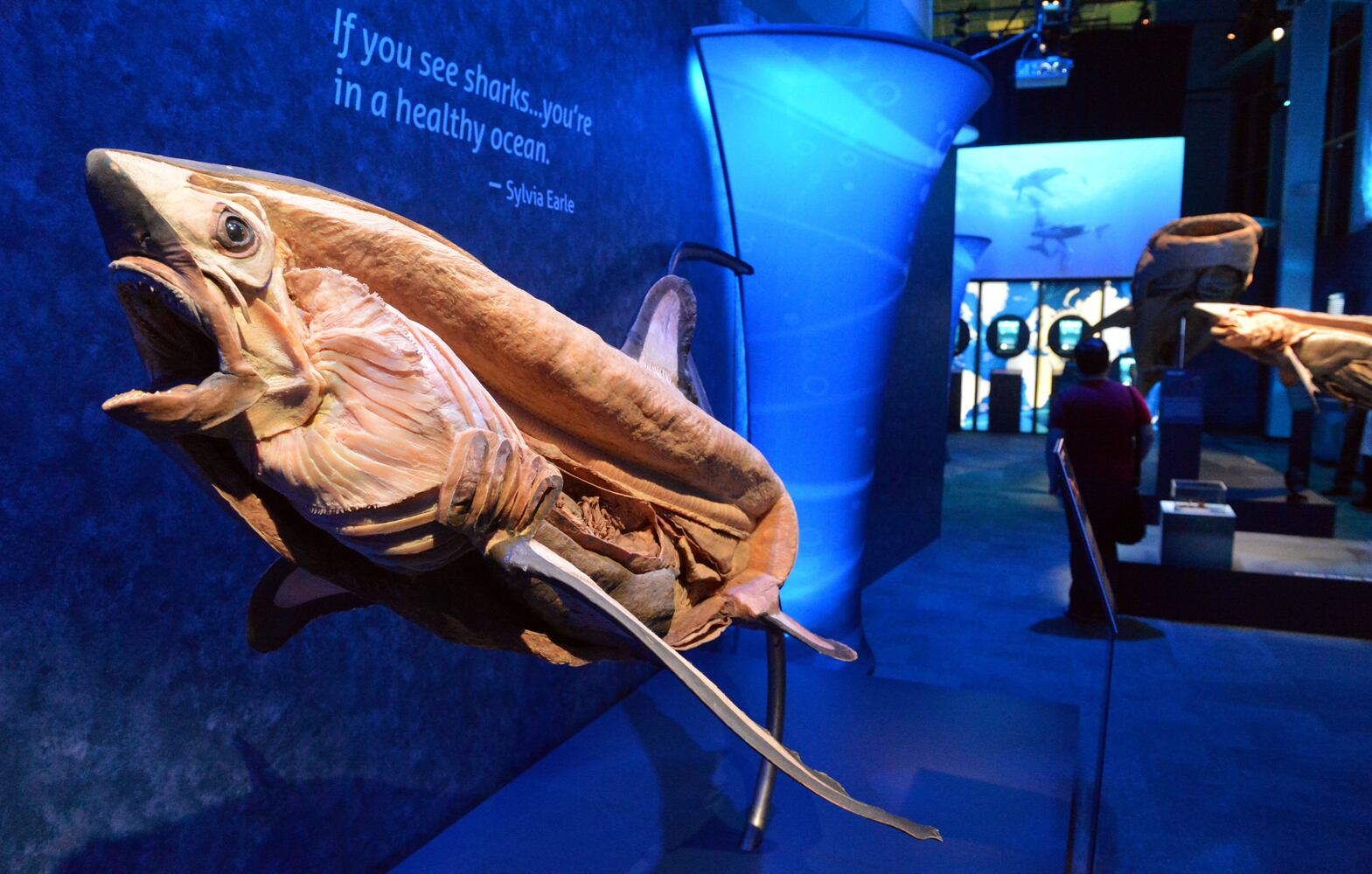 Sea Monsters at Georgia Aquarium