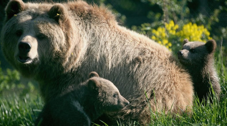 FILE PHOTO: A man and two companions could face charges when they entered a restricted area of an Alaskan National Park to snap a selfie with feeding bears.